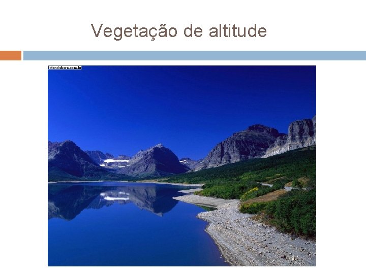 Vegetação de altitude 