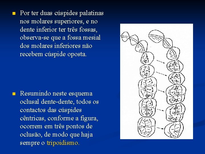 n Por ter duas cúspides palatinas nos molares superiores, e no dente inferior ter