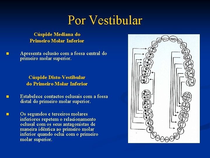 Por Vestibular Cúspide Mediana do Primeiro Molar Inferior n Apresenta oclusão com a fossa