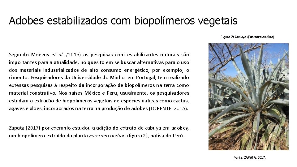 Adobes estabilizados com biopolímeros vegetais Figura 2: Cabuya (Furcraea andina) Segundo Moevus et al.