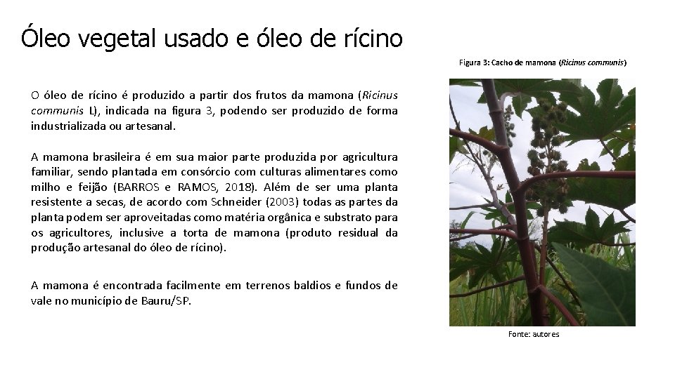 Óleo vegetal usado e óleo de rícino Figura 3: Cacho de mamona (Ricinus communis)