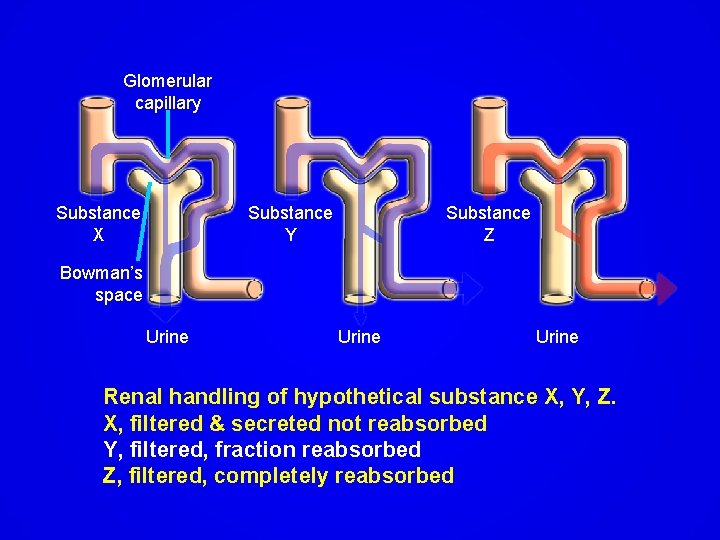 Glomerular capillary Substance X Substance Y Substance Z Bowman’s space Urine Renal handling of