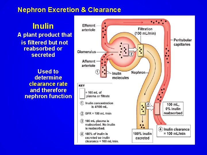 Nephron Excretion & Clearance Inulin A plant product that is filtered but not reabsorbed