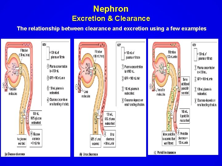 Nephron Excretion & Clearance The relationship between clearance and excretion using a few examples