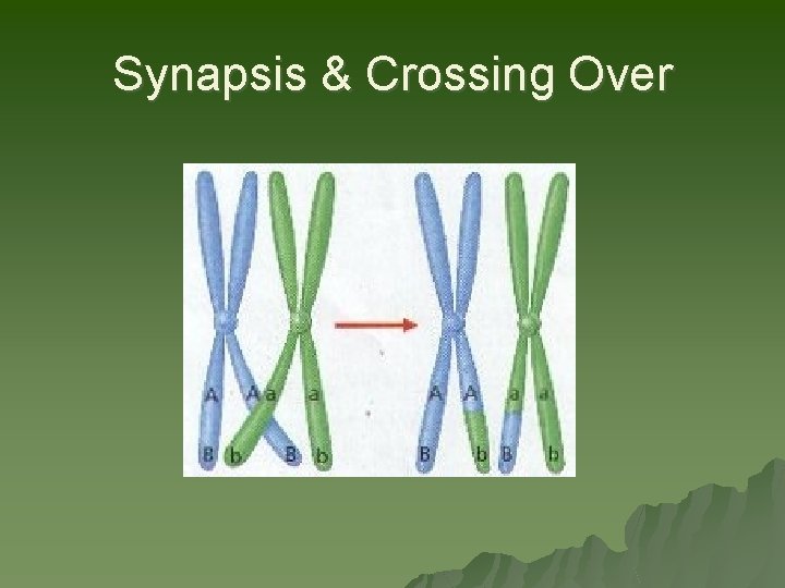 Synapsis & Crossing Over 