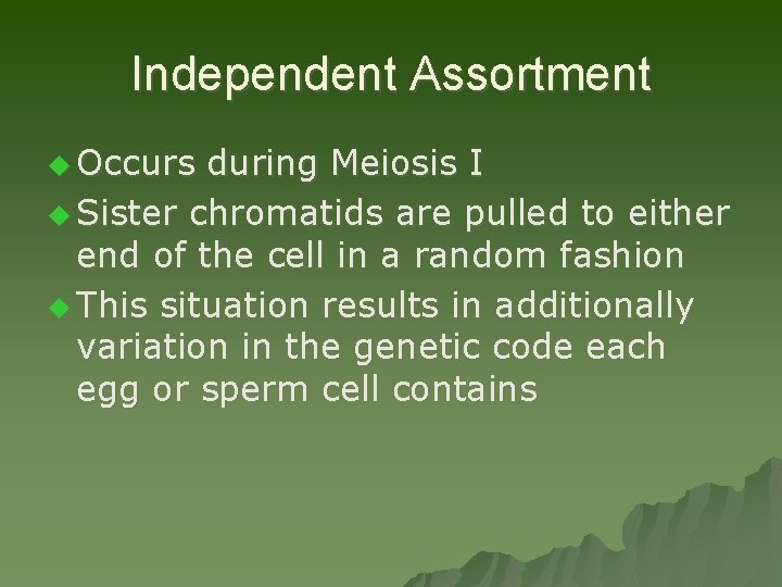 Independent Assortment u Occurs during Meiosis I u Sister chromatids are pulled to either