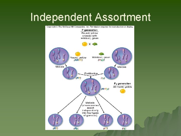 Independent Assortment 