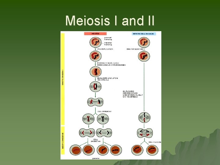 Meiosis I and II 