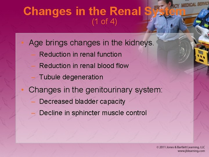 Changes in the Renal System (1 of 4) • Age brings changes in the