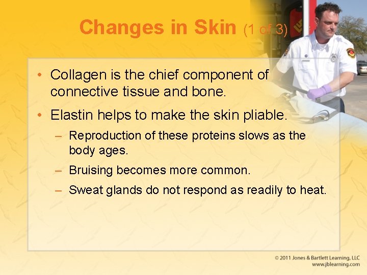 Changes in Skin (1 of 3) • Collagen is the chief component of connective