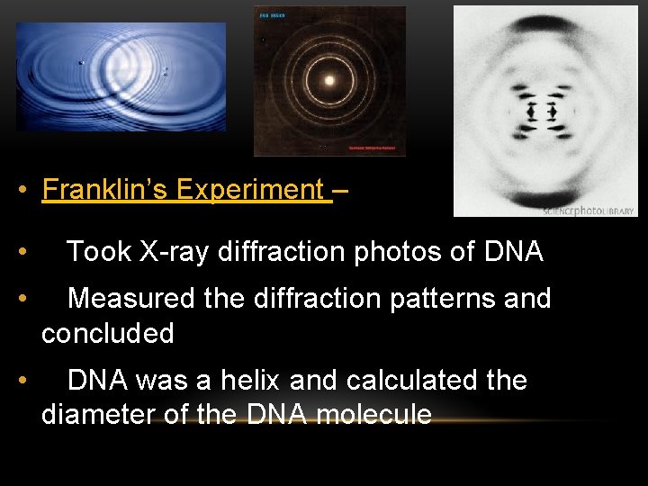 • Franklin’s Experiment – • Took X-ray diffraction photos of DNA • Measured • Franklin’s Experiment – • Took X-ray diffraction photos of DNA • Measured