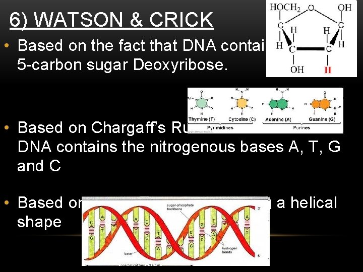 6) WATSON & CRICK • Based on the fact that DNA contains the 5