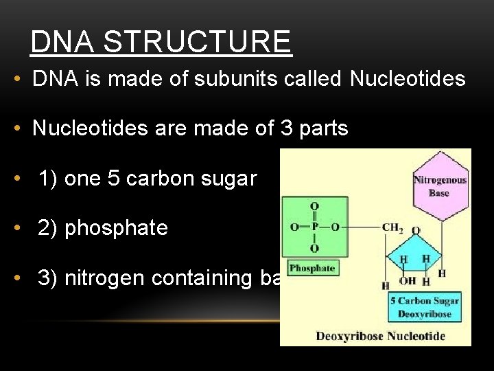 DNA STRUCTURE • DNA is made of subunits called Nucleotides • Nucleotides are made