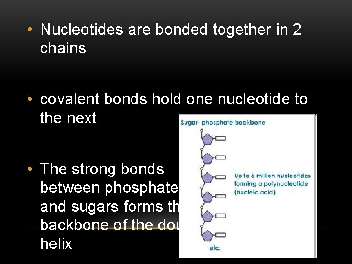  • Nucleotides are bonded together in 2 chains • covalent bonds hold one