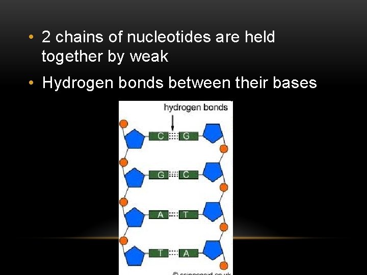  • 2 chains of nucleotides are held together by weak • Hydrogen bonds