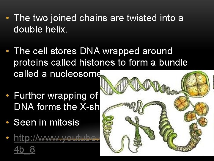  • The two joined chains are twisted into a double helix. • The