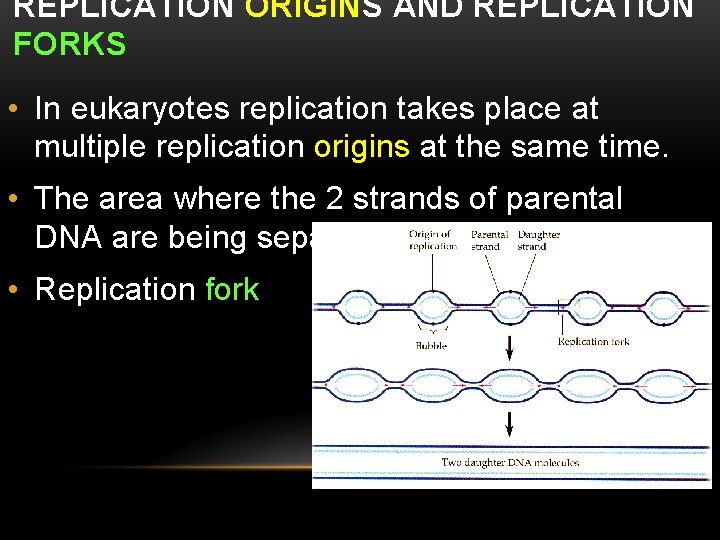REPLICATION ORIGINS AND REPLICATION FORKS • In eukaryotes replication takes place at multiple replication REPLICATION ORIGINS AND REPLICATION FORKS • In eukaryotes replication takes place at multiple replication