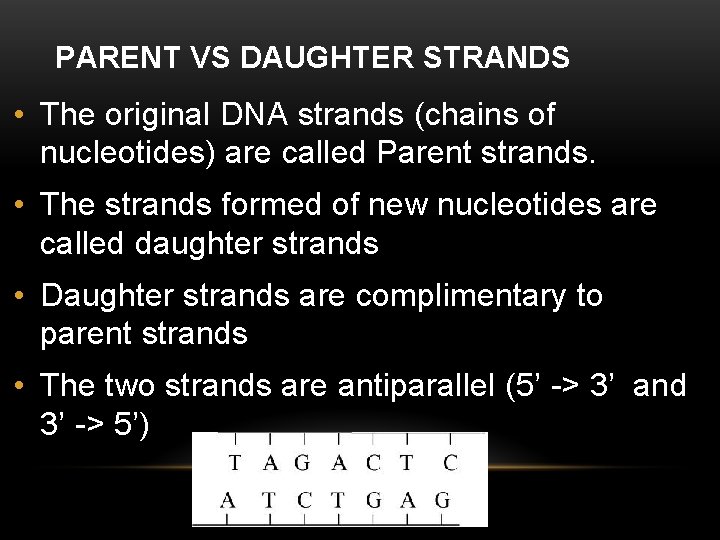 PARENT VS DAUGHTER STRANDS • The original DNA strands (chains of nucleotides) are called