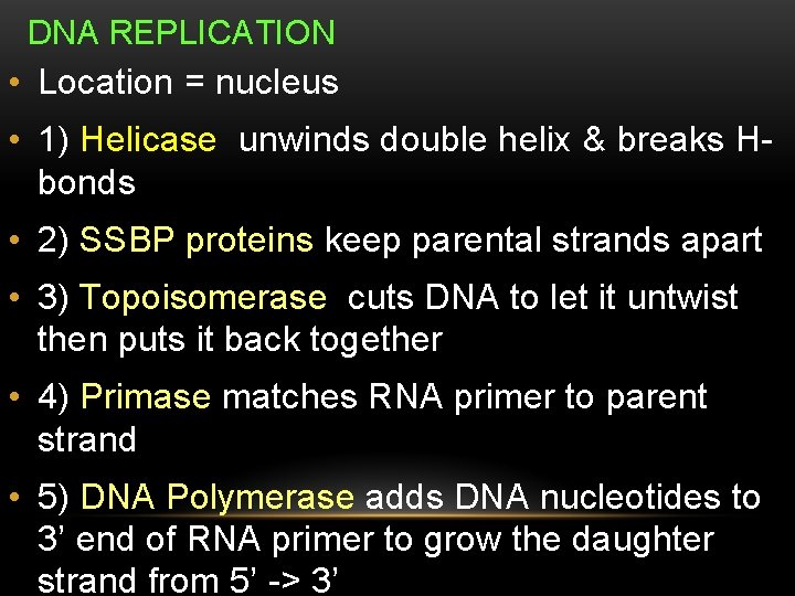 DNA REPLICATION • Location = nucleus • 1) Helicase unwinds double helix & breaks DNA REPLICATION • Location = nucleus • 1) Helicase unwinds double helix & breaks