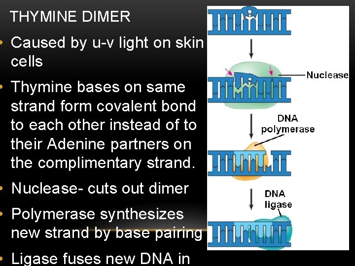 THYMINE DIMER • Caused by u-v light on skin cells • Thymine bases on