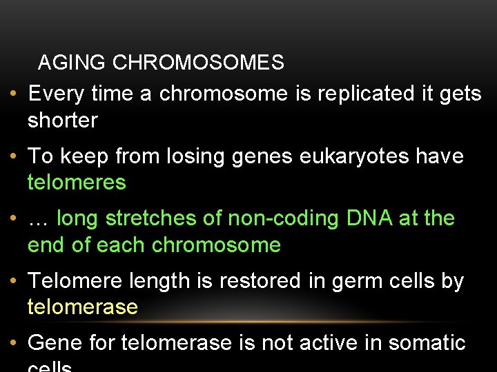 AGING CHROMOSOMES • Every time a chromosome is replicated it gets shorter • To