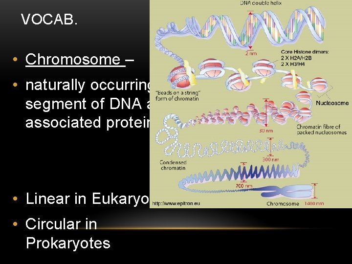 VOCAB. • Chromosome – • naturally occurring segment of DNA and associated proteins •