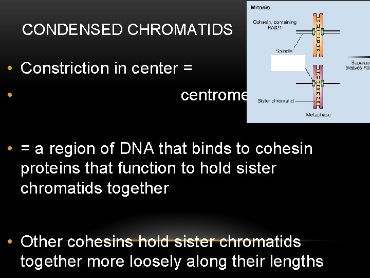 CONDENSED CHROMATIDS • Constriction in center = • centromere • = a region of CONDENSED CHROMATIDS • Constriction in center = • centromere • = a region of