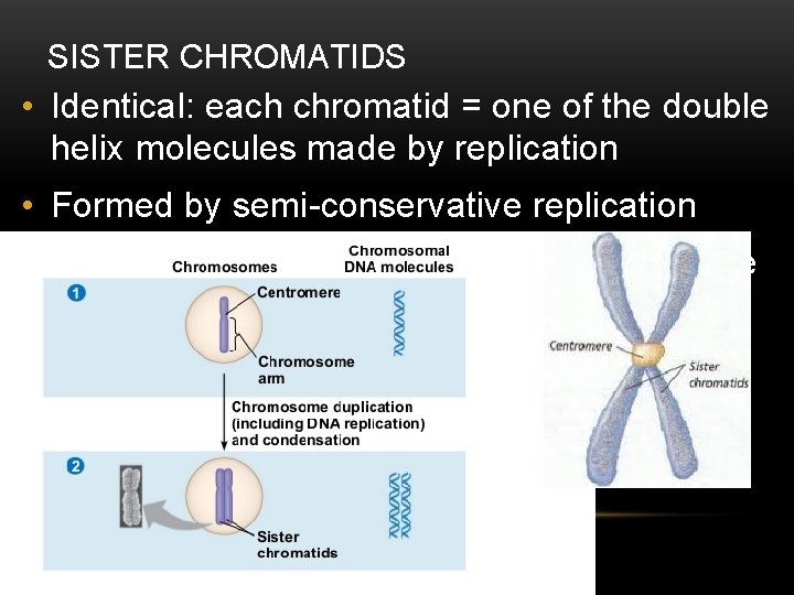 SISTER CHROMATIDS • Identical: each chromatid = one of the double helix molecules made SISTER CHROMATIDS • Identical: each chromatid = one of the double helix molecules made