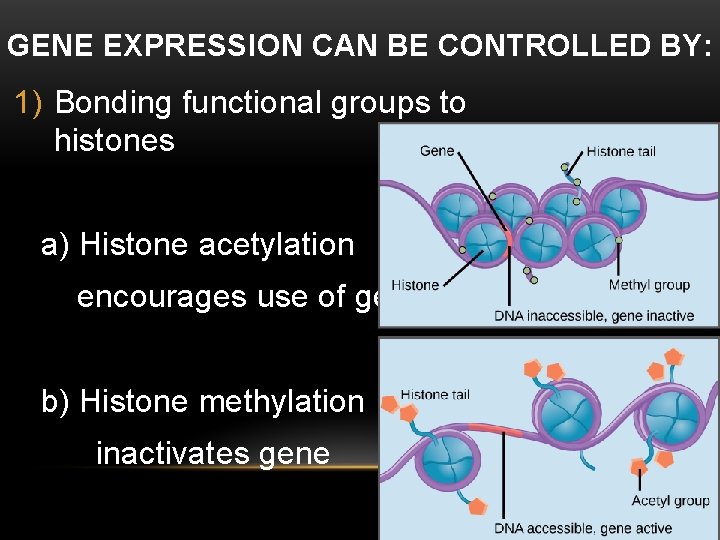 GENE EXPRESSION CAN BE CONTROLLED BY: 1) Bonding functional groups to histones a) Histone