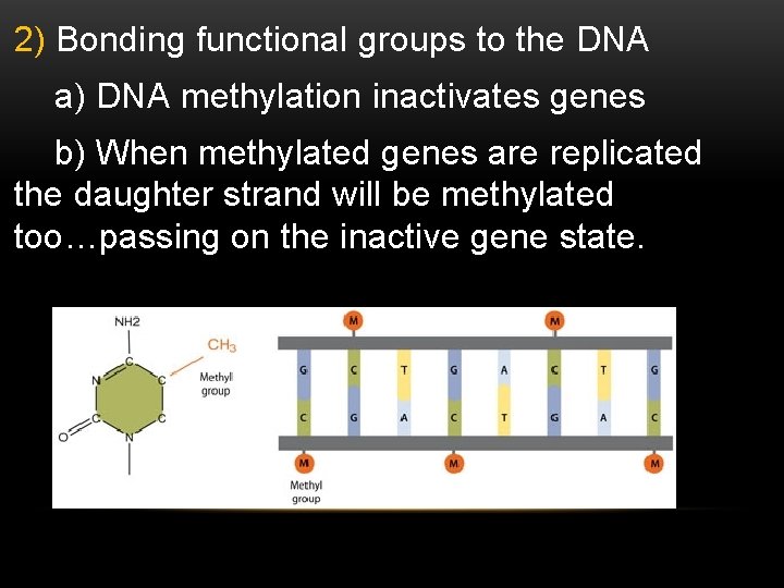 2) Bonding functional groups to the DNA a) DNA methylation inactivates genes b) When