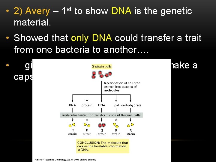  • 2) Avery – 1 st to show DNA is the genetic material.