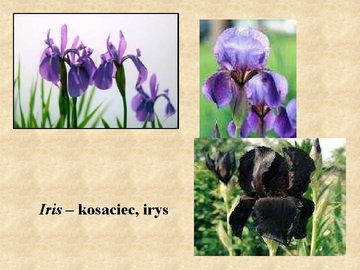 Iris – kosaciec, irys 