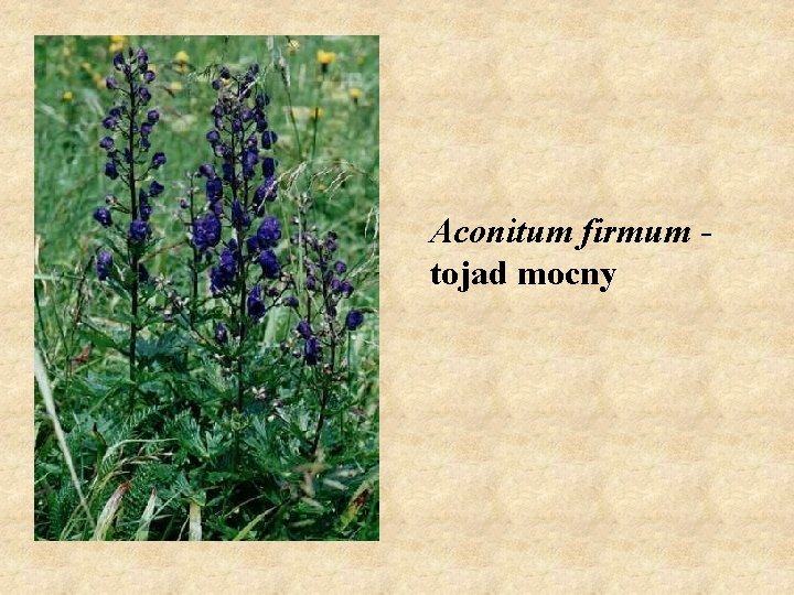 Aconitum firmum - tojad mocny 