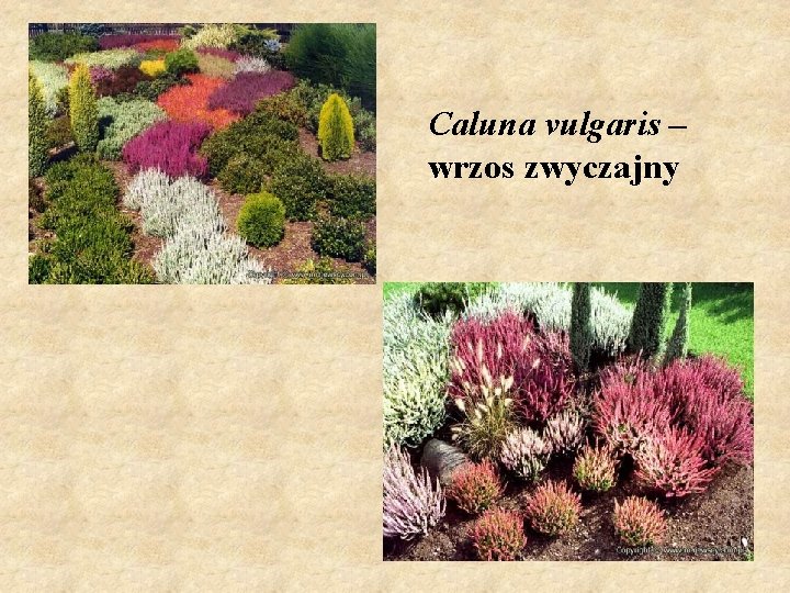 Caluna vulgaris – wrzos zwyczajny 