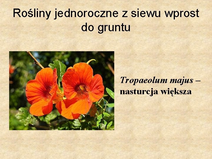 Rośliny jednoroczne z siewu wprost do gruntu Tropaeolum majus – nasturcja większa 