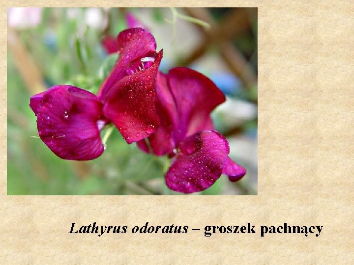 Lathyrus odoratus – groszek pachnący 