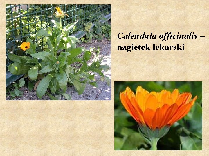 Calendula officinalis – nagietek lekarski 