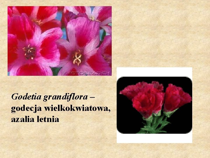 Godetia grandiflora – godecja wielkokwiatowa, azalia letnia 