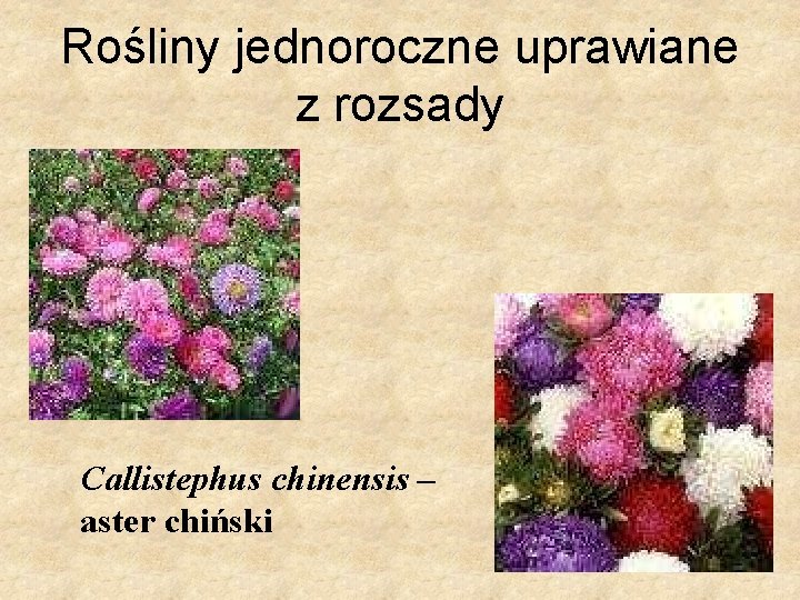 Rośliny jednoroczne uprawiane z rozsady Callistephus chinensis – aster chiński 