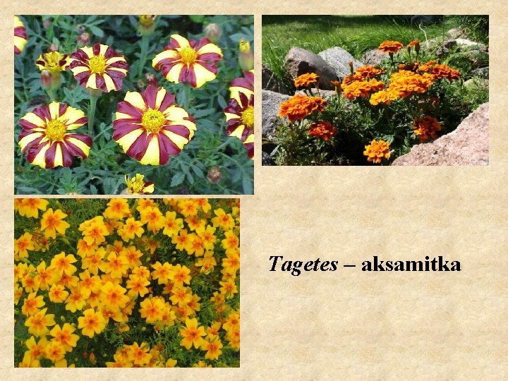 Tagetes – aksamitka 