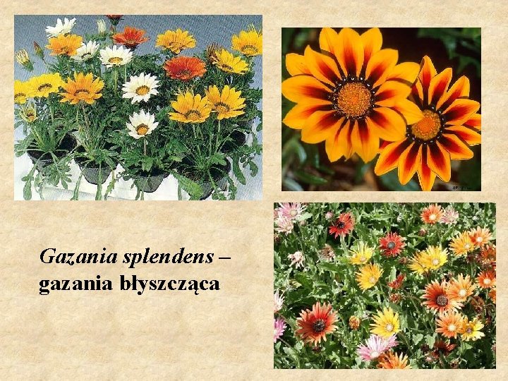 Gazania splendens – gazania błyszcząca 