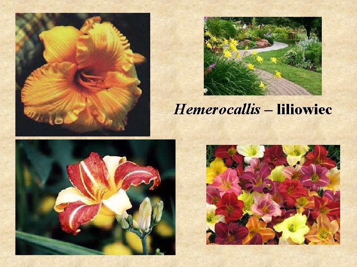 Hemerocallis – liliowiec 