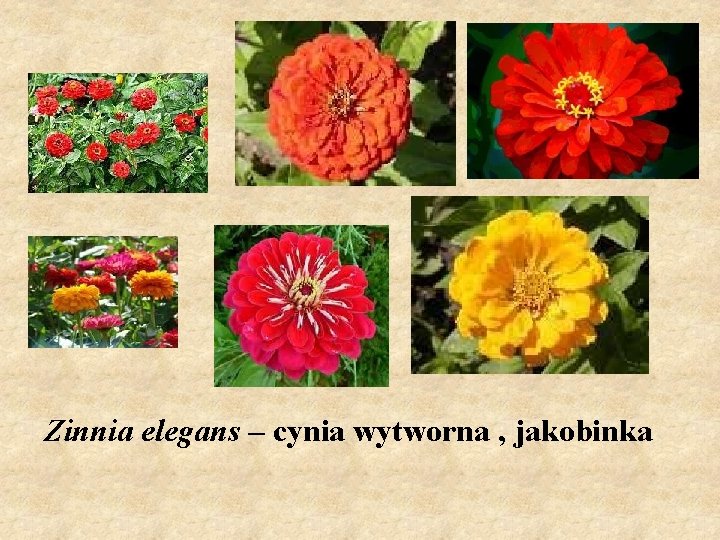 Zinnia elegans – cynia wytworna , jakobinka 