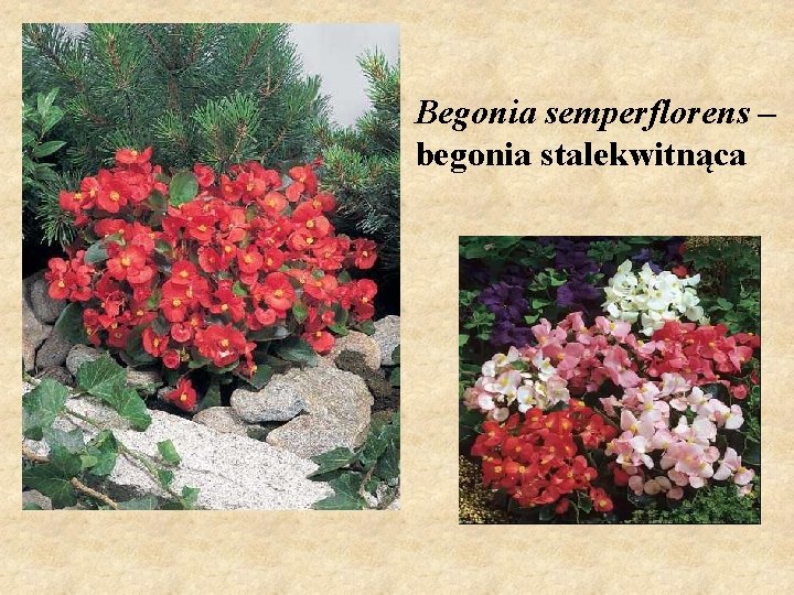 Begonia semperflorens – begonia stalekwitnąca 