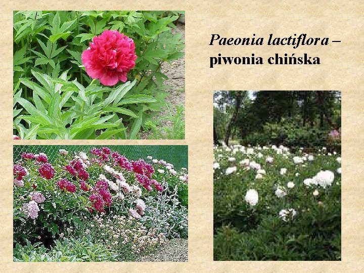 Paeonia lactiflora – piwonia chińska 