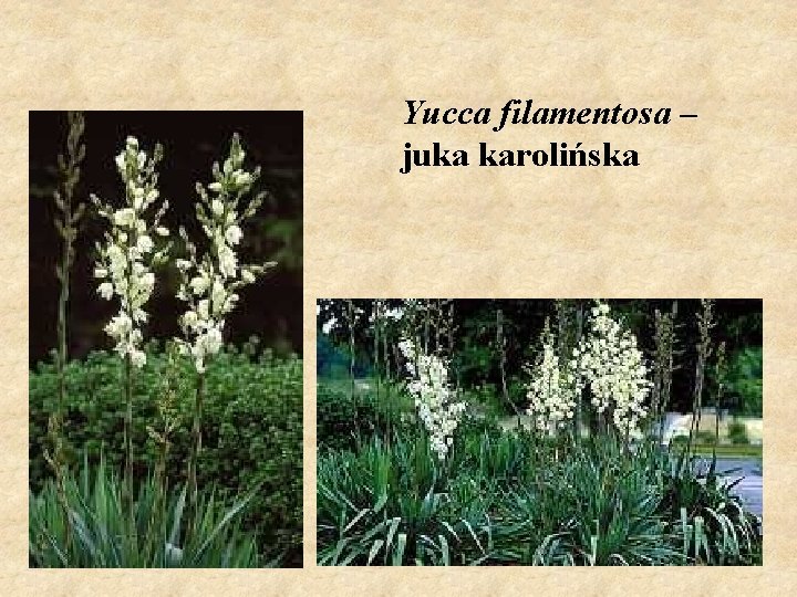 Yucca filamentosa – juka karolińska 