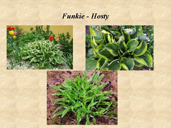 Funkie - Hosty 