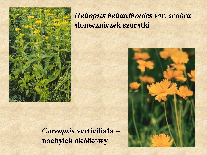Heliopsis helianthoides var. scabra – słoneczniczek szorstki Coreopsis verticiliata – nachyłek okółkowy 