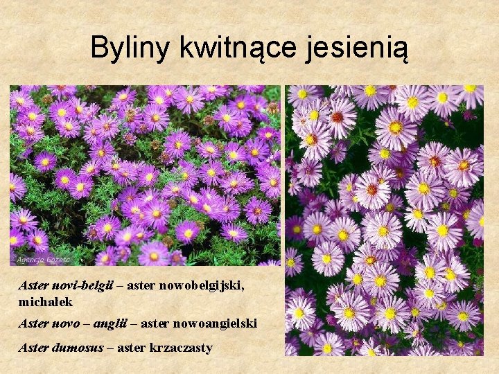 Byliny kwitnące jesienią Aster novi-belgii – aster nowobelgijski, michałek Aster novo – anglii –