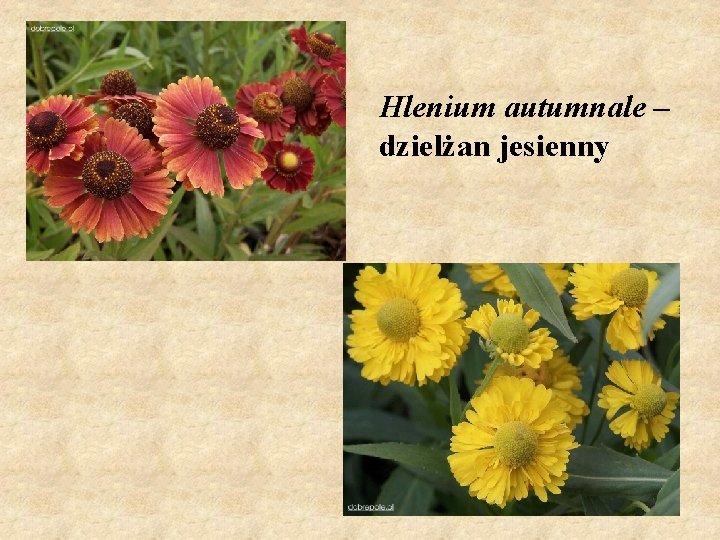 Hlenium autumnale – dzielżan jesienny 
